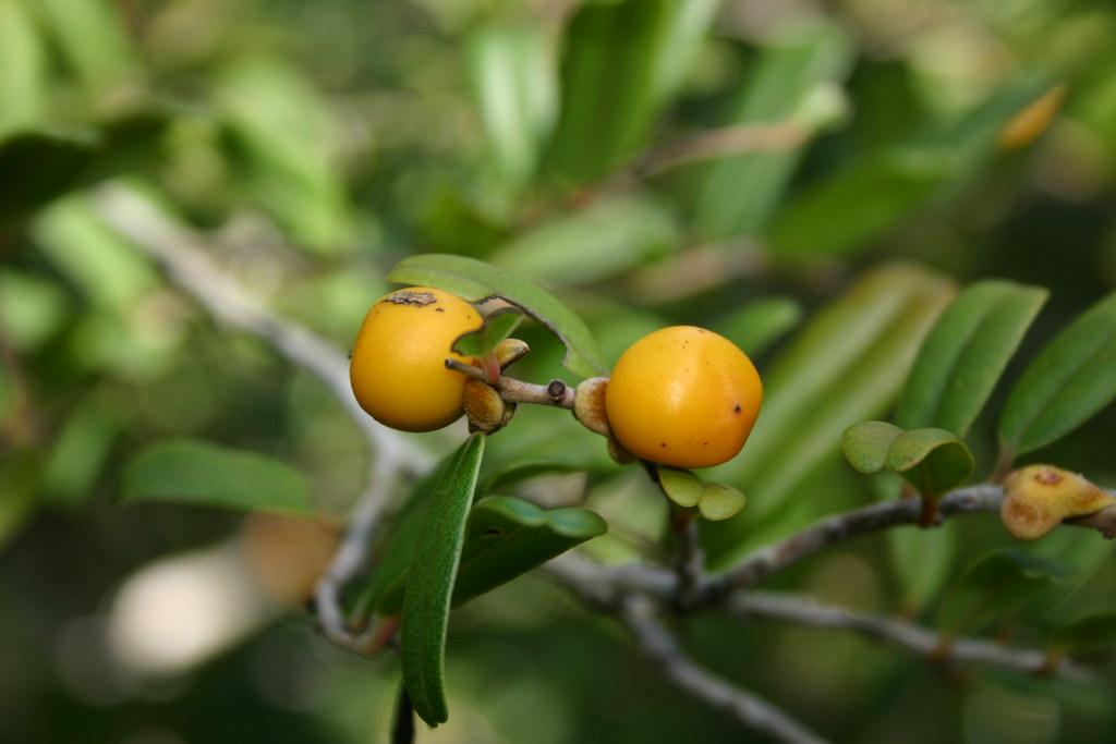 Diospyros sp